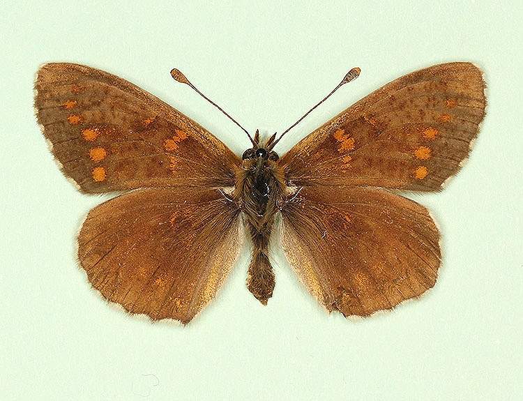 Melitaea athalia female (aberrant form cymothoe 3) (Internet Image property of respective owner, non-commercial use only)